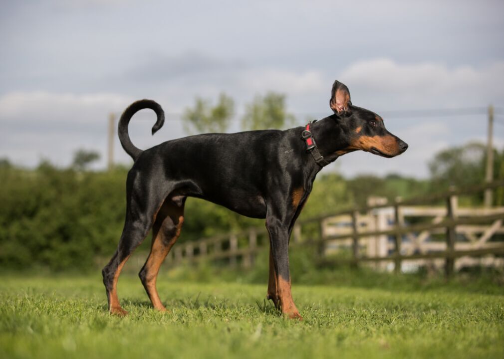 #5. Doberman pinscher